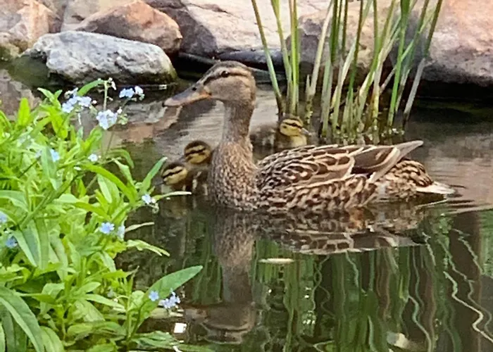 Ferienwohnung-willgeroth Apartmán Ilsenburg